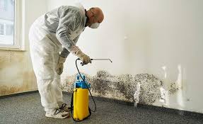 Best Basement Mold Removal  in Holly, MI