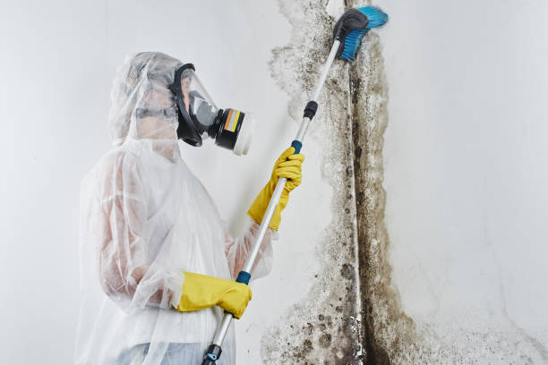 Best Industrial Mold Remediation  in Holly, MI