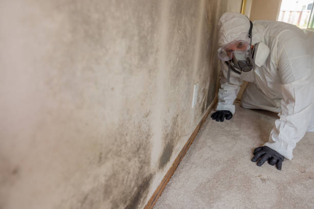 Why You Should Choose Our Mold Remediation Services in Holly, MI